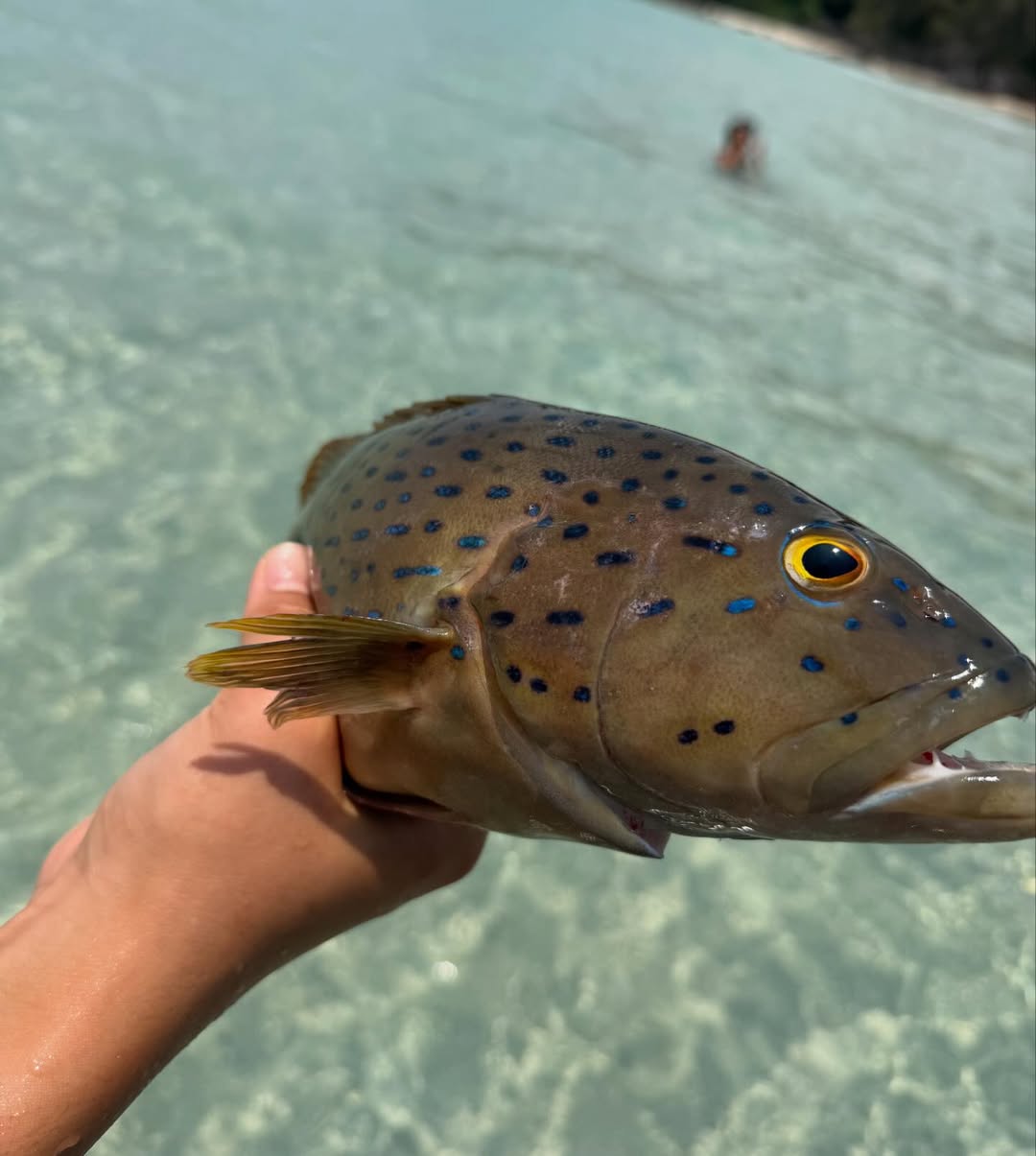 เปิ้ล - นาคร ศิลาชัย