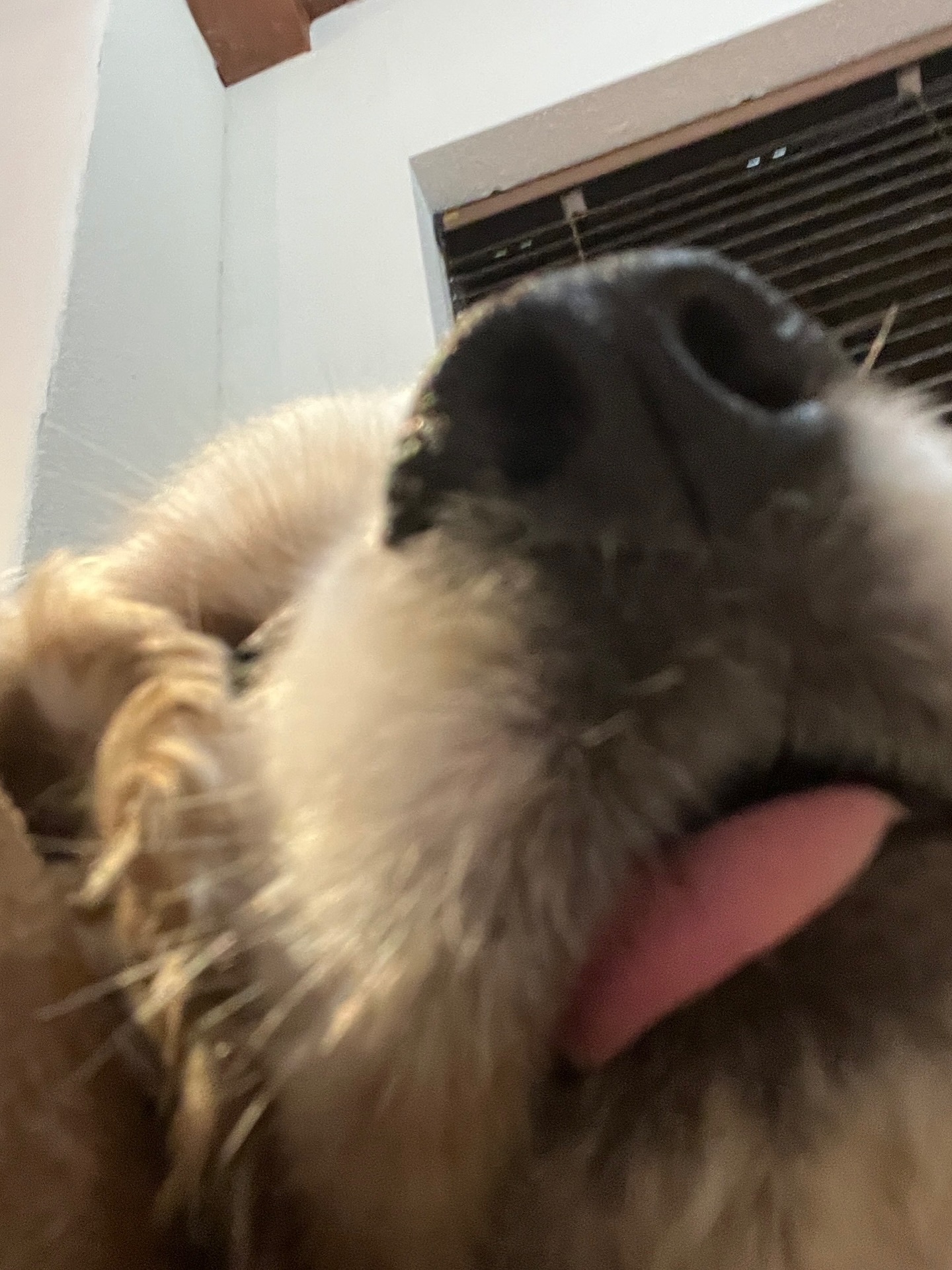 ข้าวตัง - ธนวัฒน์ รัตนกิจไพศาล