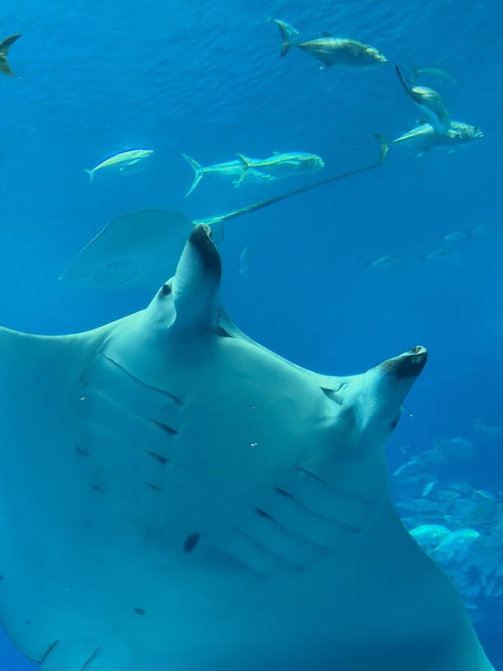 ข้าวตัง - ธนวัฒน์ รัตนกิจไพศาล