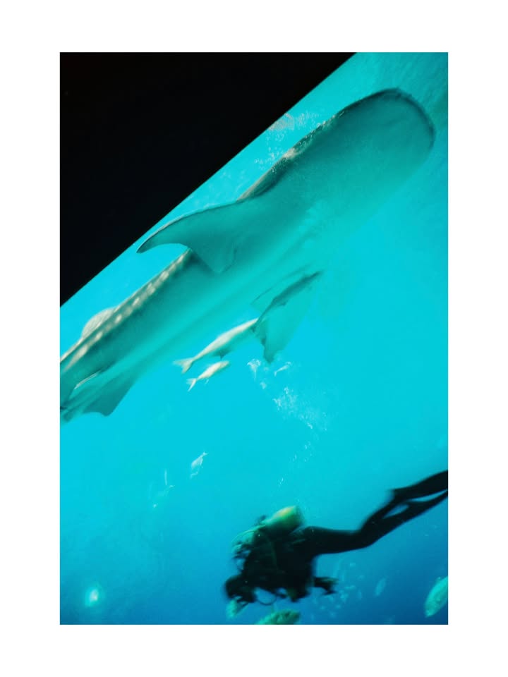 ข้าวตัง - ธนวัฒน์ รัตนกิจไพศาล