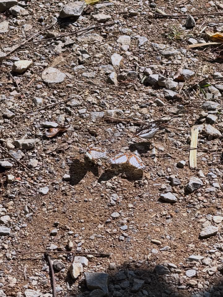 ข้าวตัง - ธนวัฒน์ รัตนกิจไพศาล