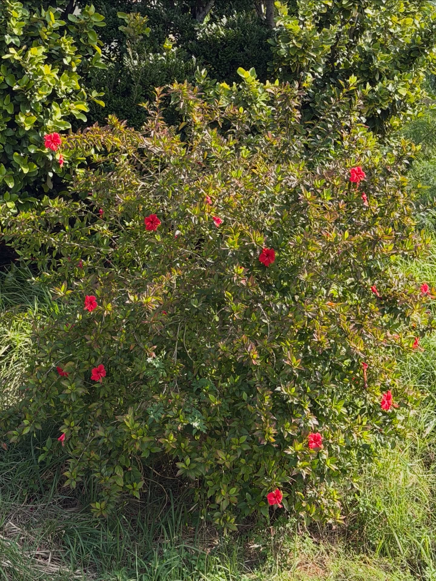 ข้าวตัง - ธนวัฒน์ รัตนกิจไพศาล