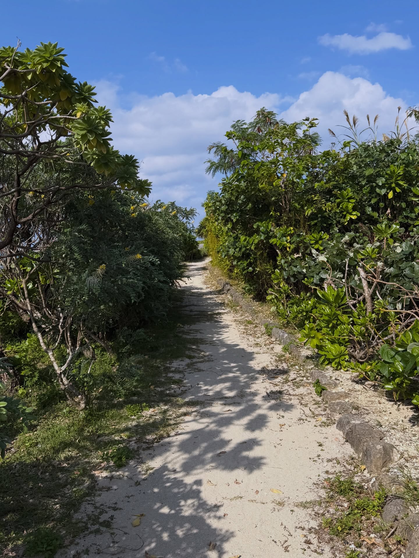 ข้าวตัง - ธนวัฒน์ รัตนกิจไพศาล