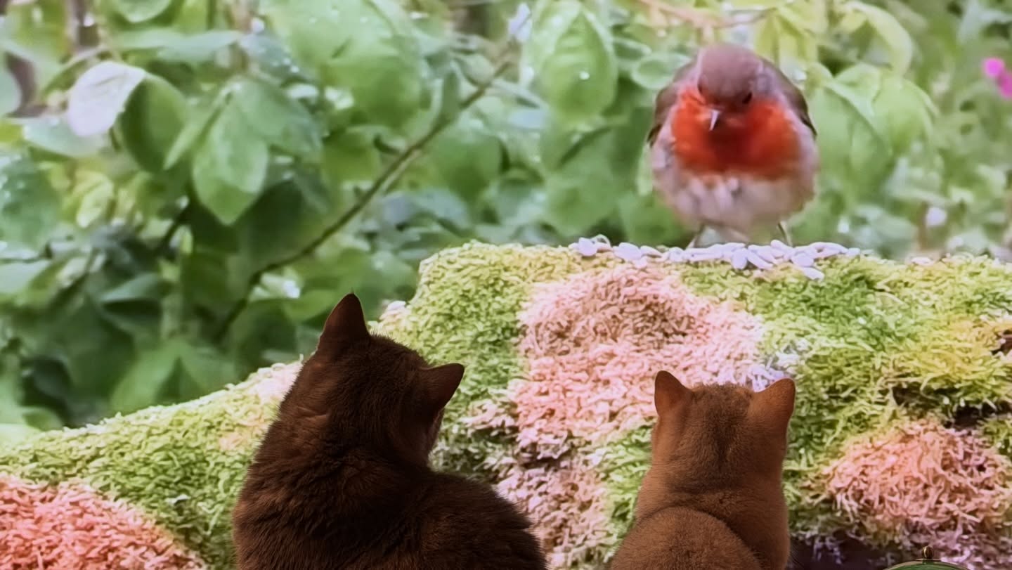 ข้าวตัง - ธนวัฒน์ รัตนกิจไพศาล