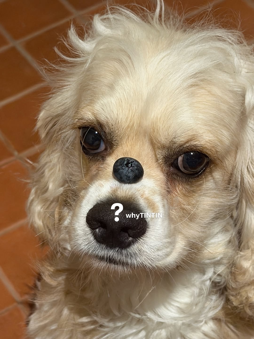 ข้าวตัง - ธนวัฒน์ รัตนกิจไพศาล