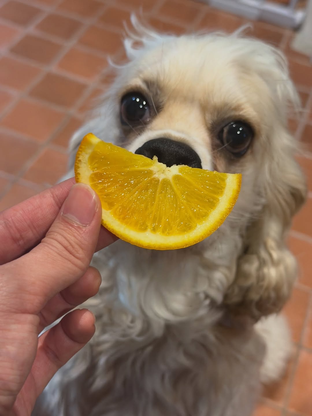 ข้าวตัง - ธนวัฒน์ รัตนกิจไพศาล