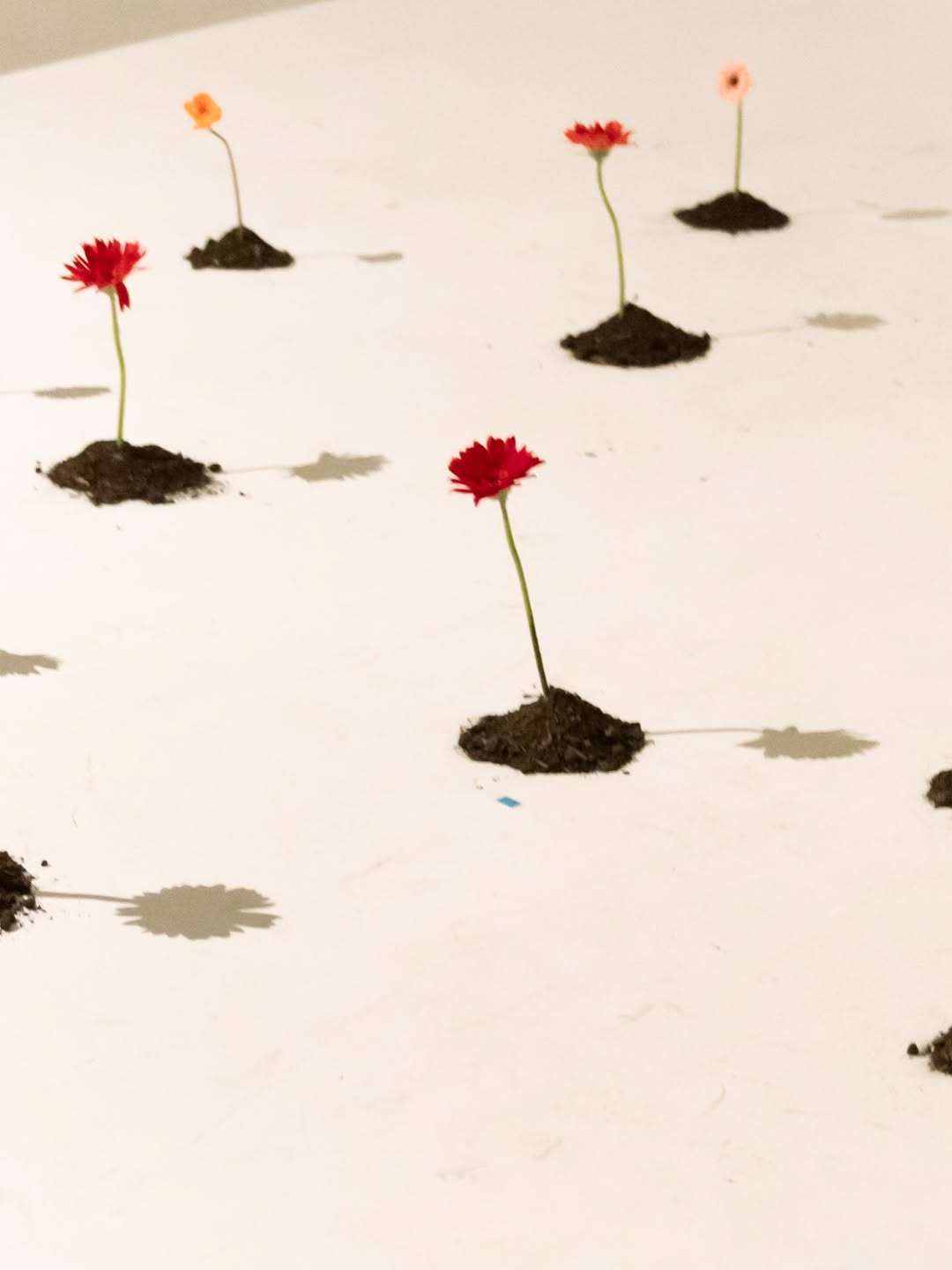 ข้าวตัง - ธนวัฒน์ รัตนกิจไพศาล