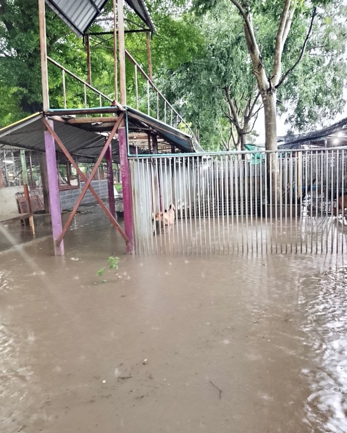 ปุ๊กลุก - ฝนทิพย์ วัชรตระกูล