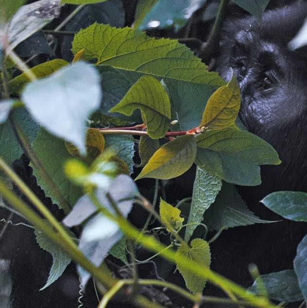 สิงห์ - วรรณสิงห์ ประเสริฐกุล