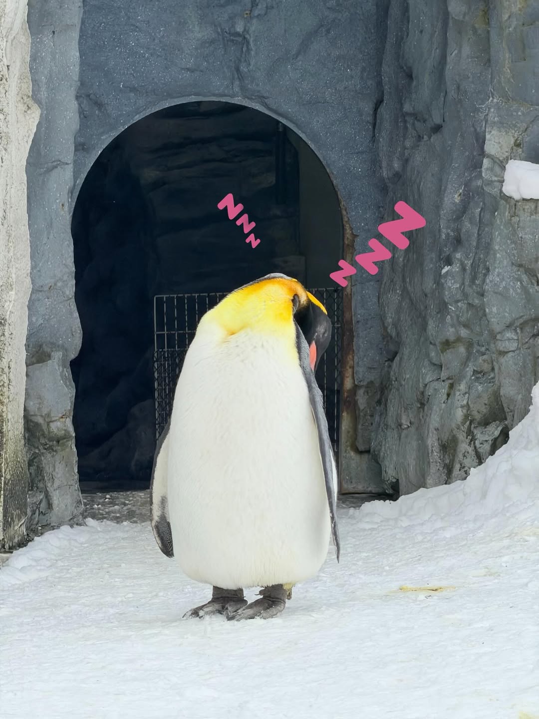 มาเบล - สุชาดา สอนพันธ์