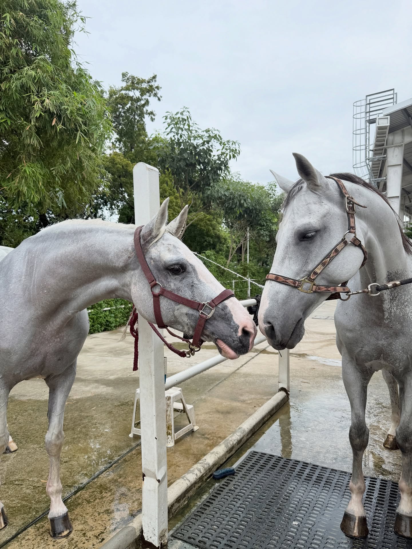ดาร์ลิ่ง - อารดา อารยวุฒิ