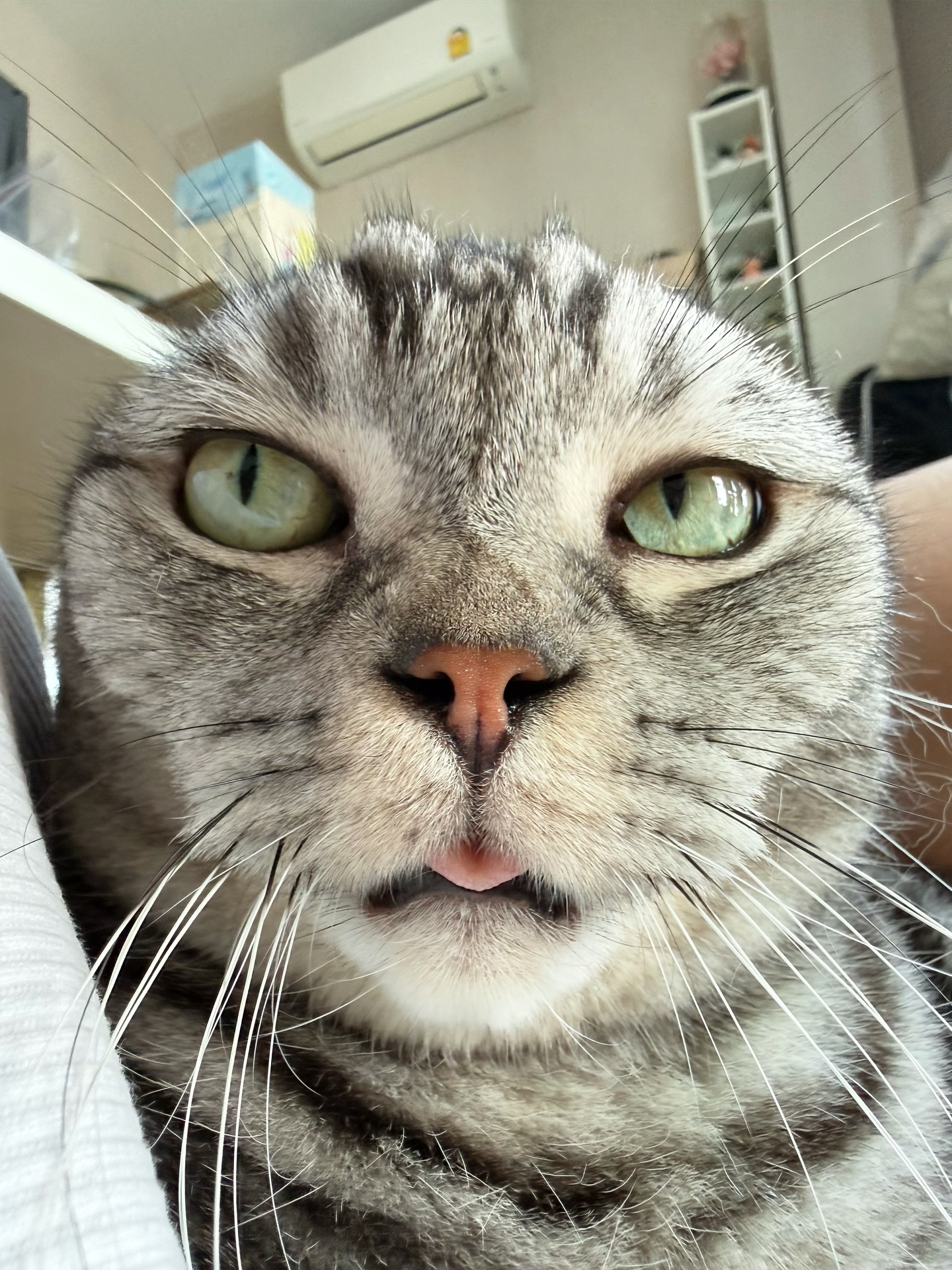 ชิปปี้ - ศิรินทร์ ปรีดียานนท์