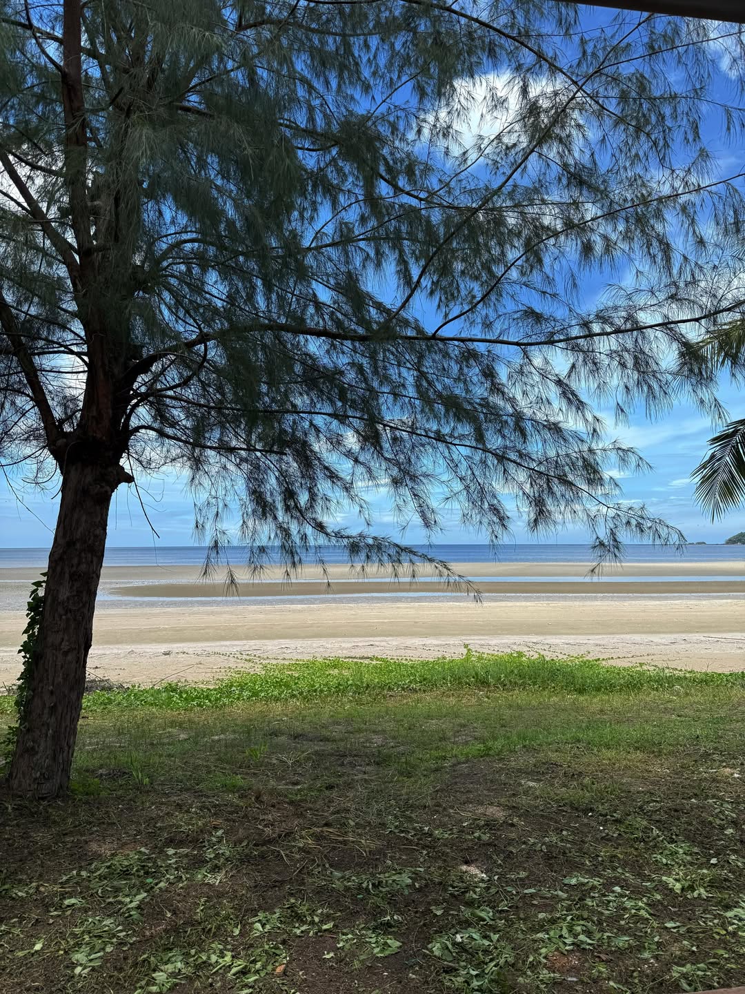 ชิปปี้ - ศิรินทร์ ปรีดียานนท์
