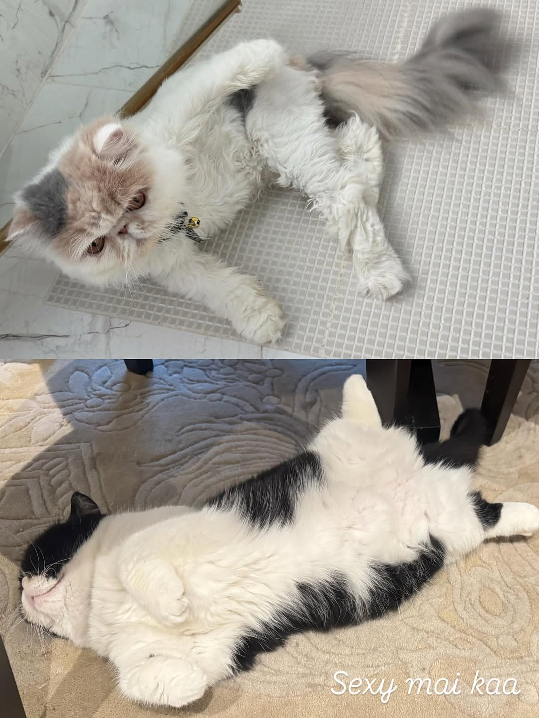 เบลล่า - ราณี แคมเปน