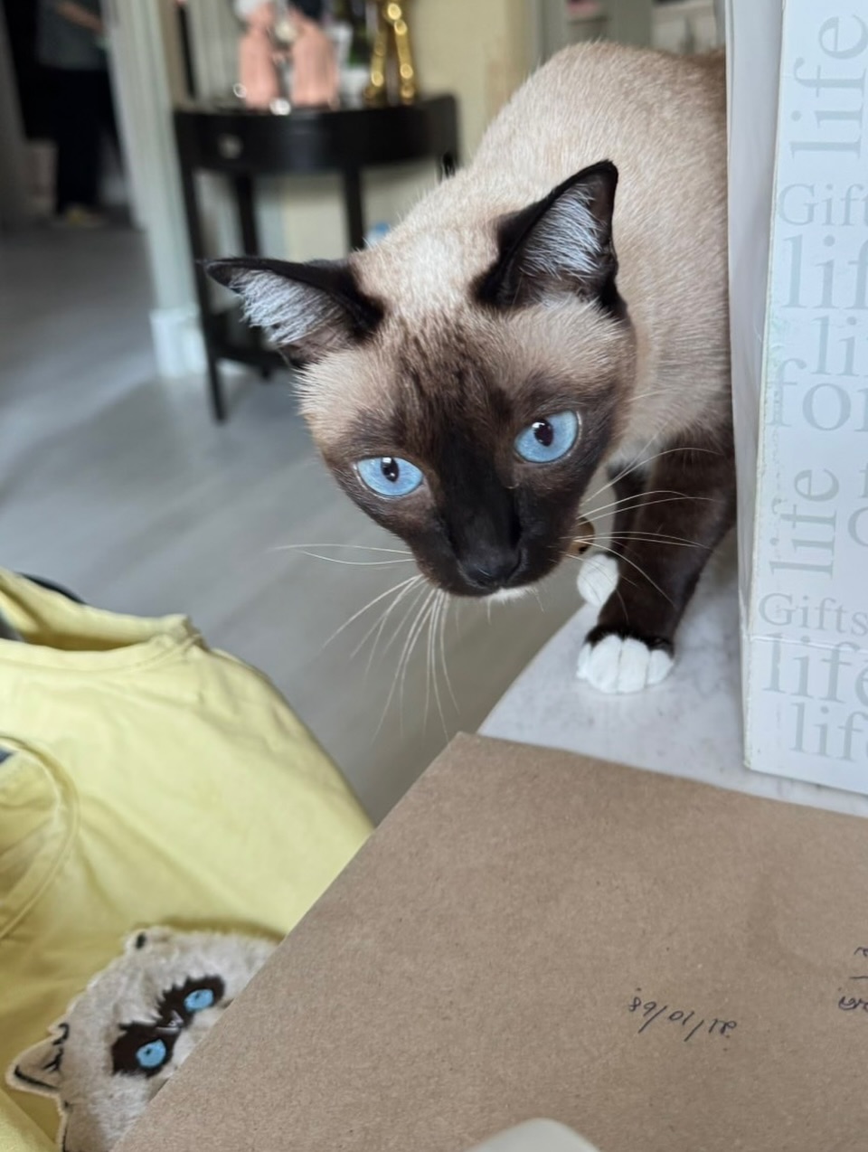 เบลล่า - ราณี แคมเปน