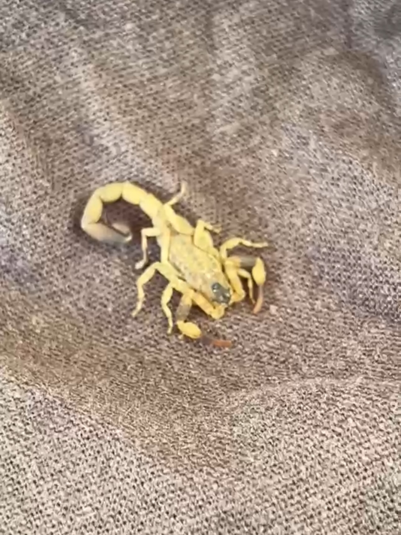 เบลล่า - ราณี แคมเปน