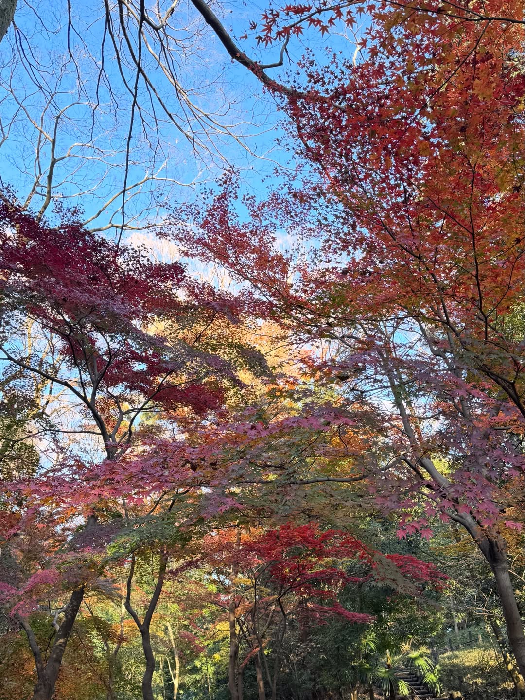 เบลล่า - ราณี แคมเปน