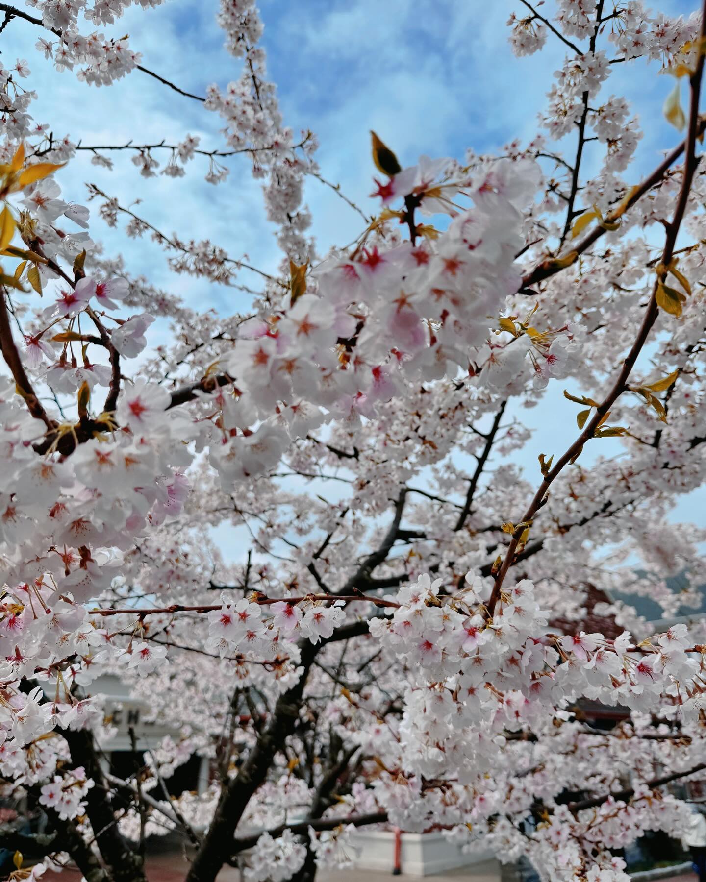 นุ้ย - สุจิรา อรุณพิพัฒน์