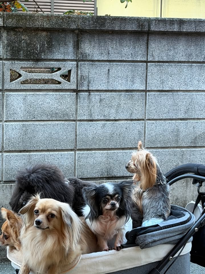 เจนิส - เจณิสตา พรหมผดุงชีพ