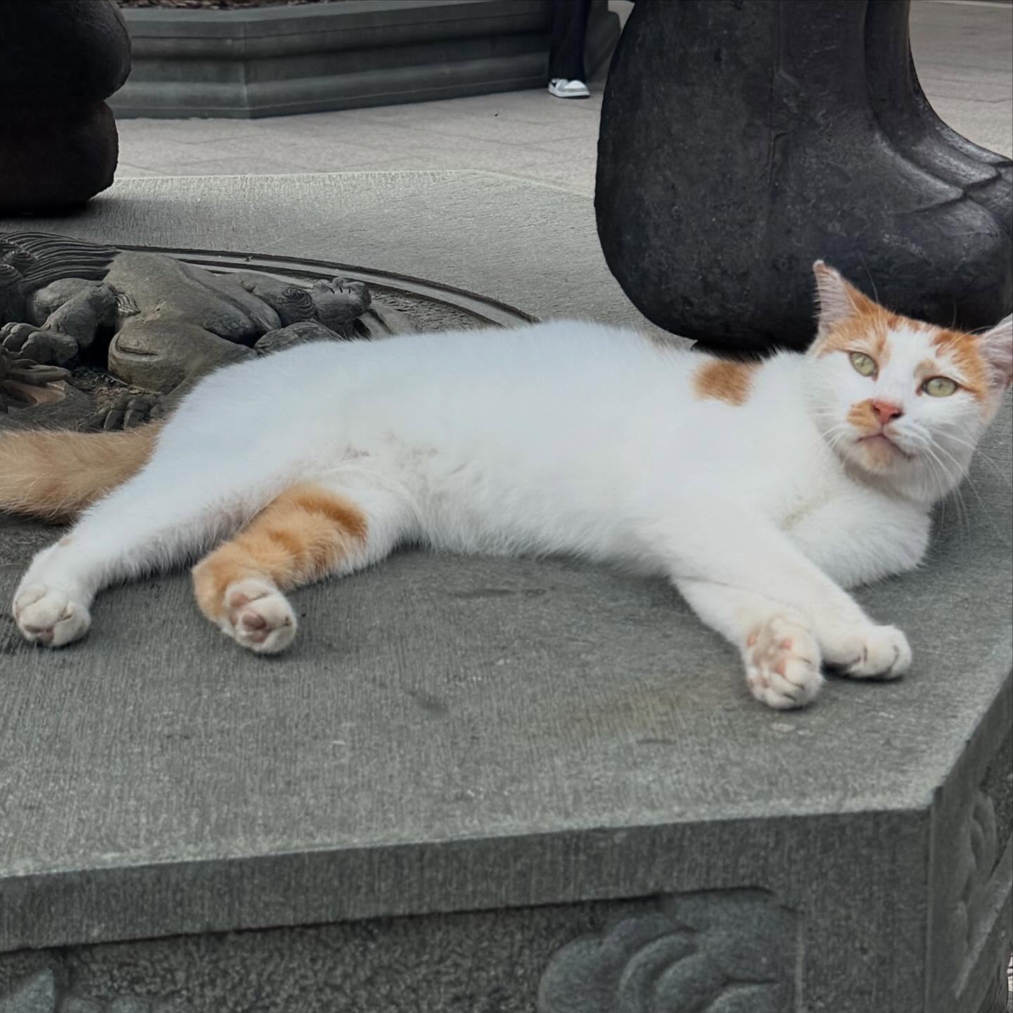 จีน่า - ญีนา ซาลาส