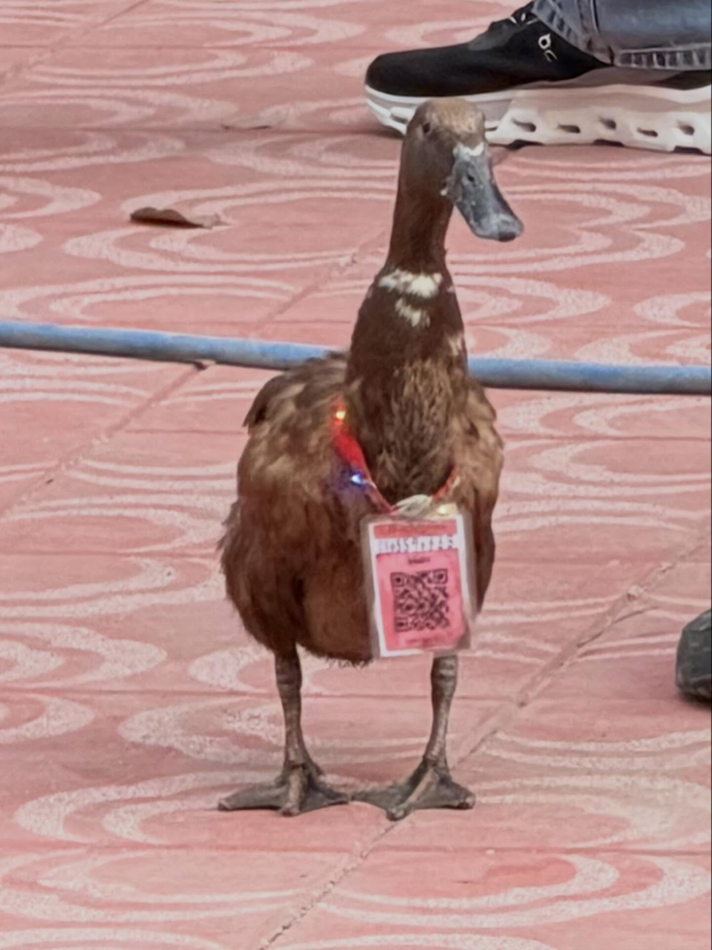 จีน่า - ญีนา ซาลาส