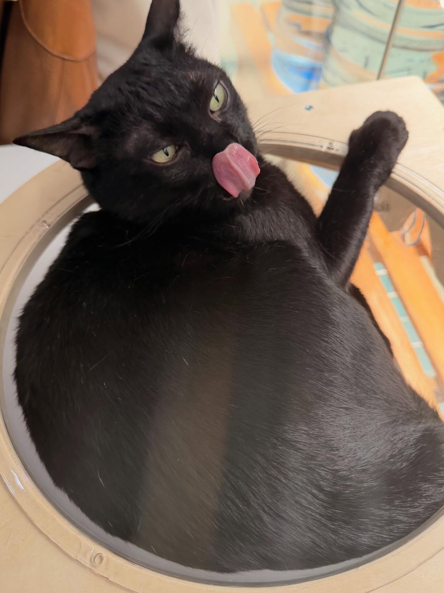 จีน่า - ญีนา ซาลาส