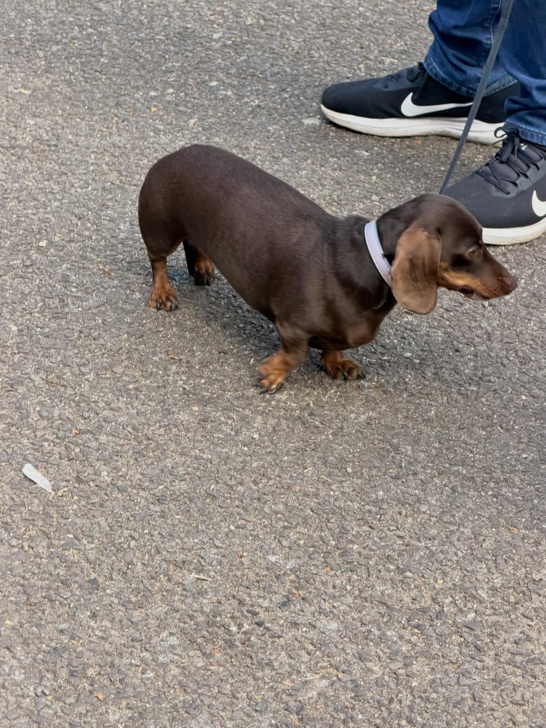 จีน่า - ญีนา ซาลาส