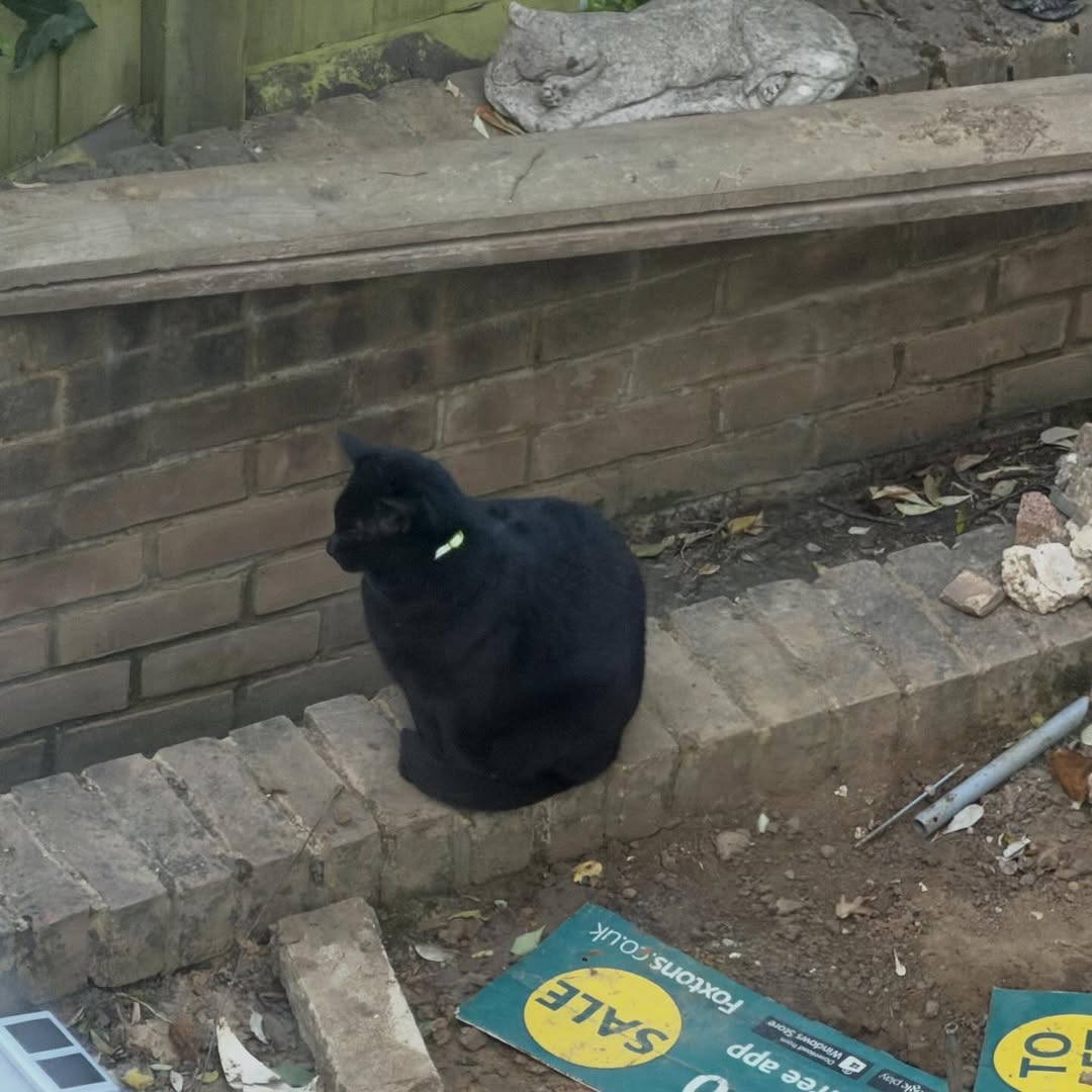 จีน่า - ญีนา ซาลาส