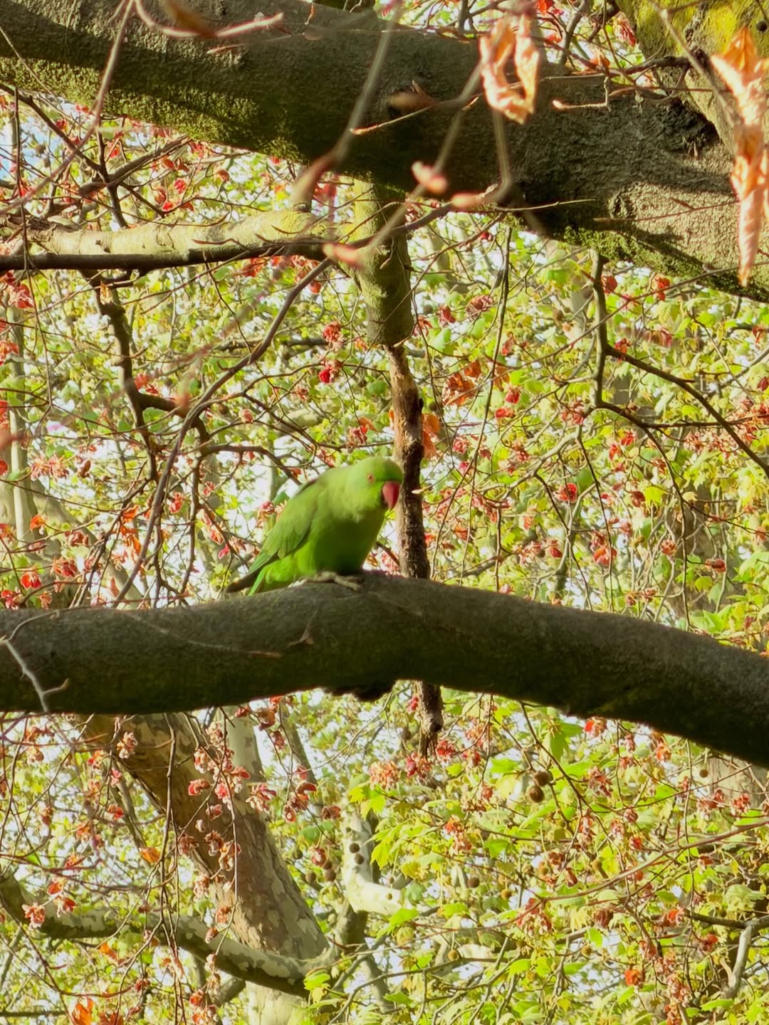 จีน่า - ญีนา ซาลาส