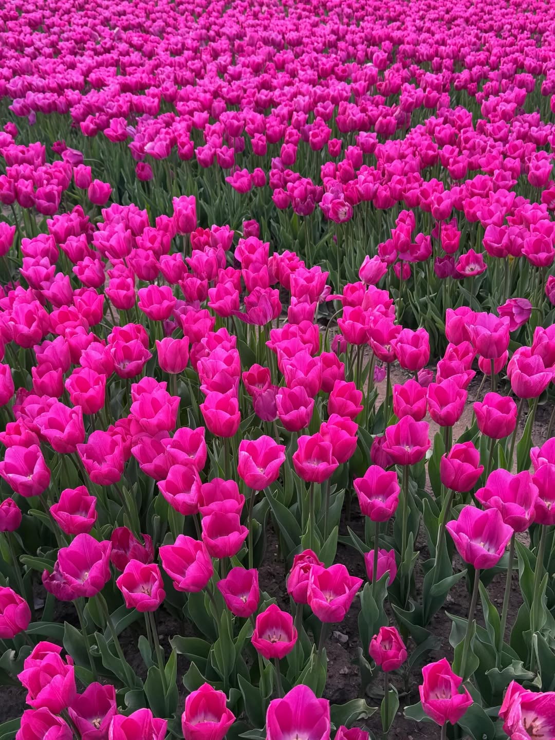 จีน่า - ญีนา ซาลาส