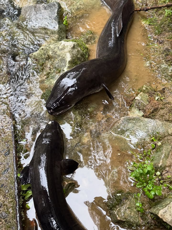 ลีเดีย - ศรัณย์รัชต์ วิสุทธิธาดา