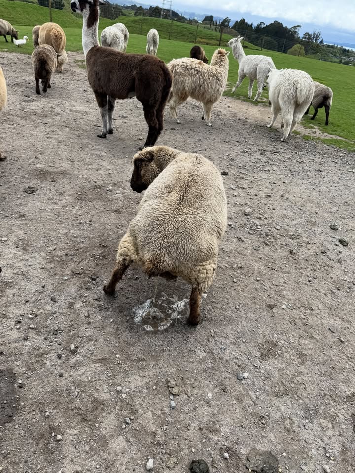 ลีเดีย - ศรัณย์รัชต์ วิสุทธิธาดา