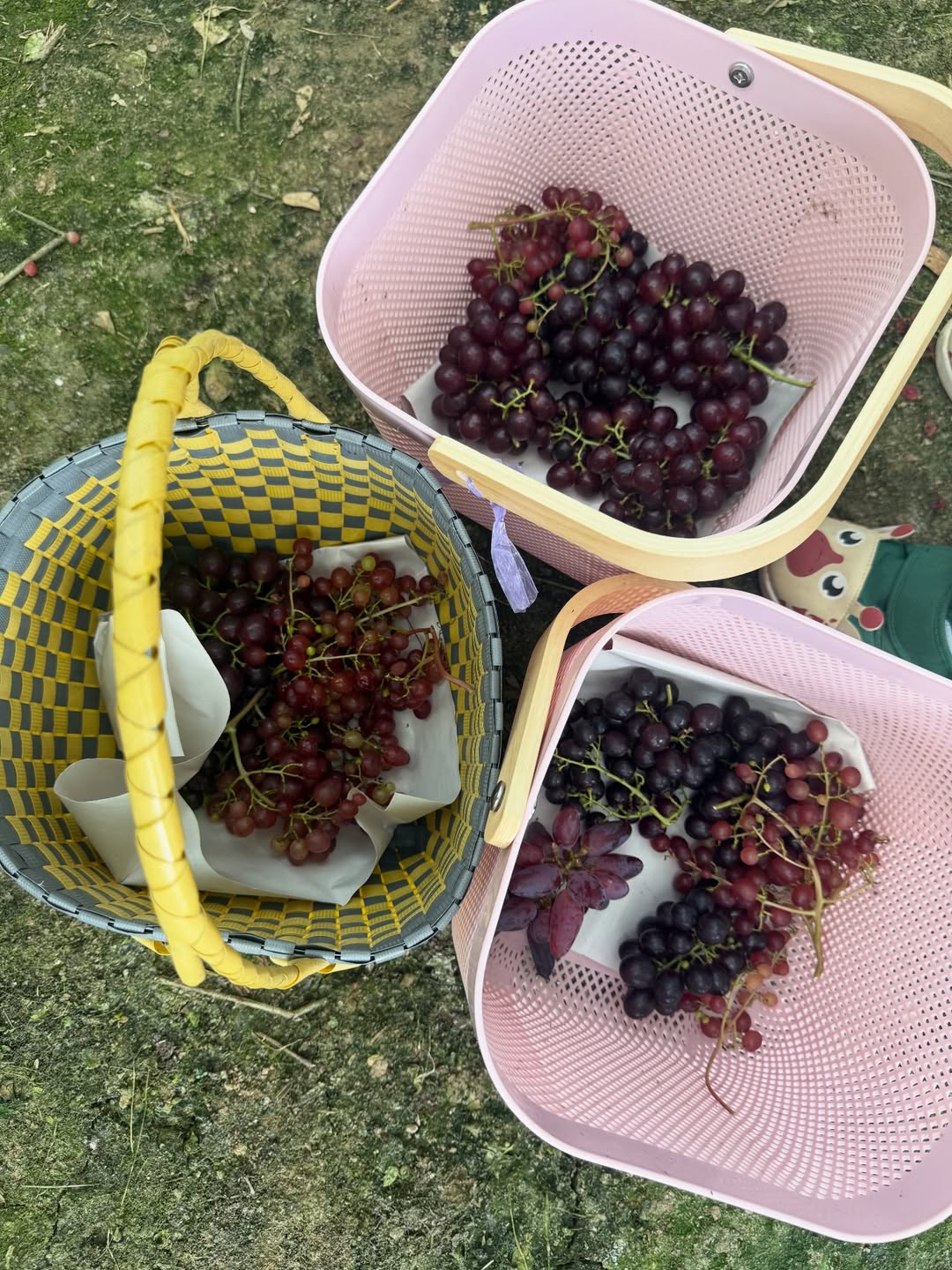 ลีเดีย - ศรัณย์รัชต์ วิสุทธิธาดา