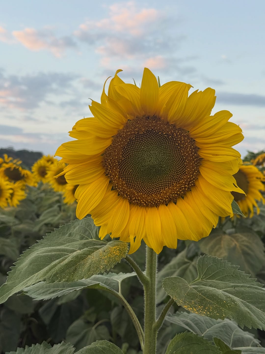 ลีเดีย - ศรัณย์รัชต์ วิสุทธิธาดา