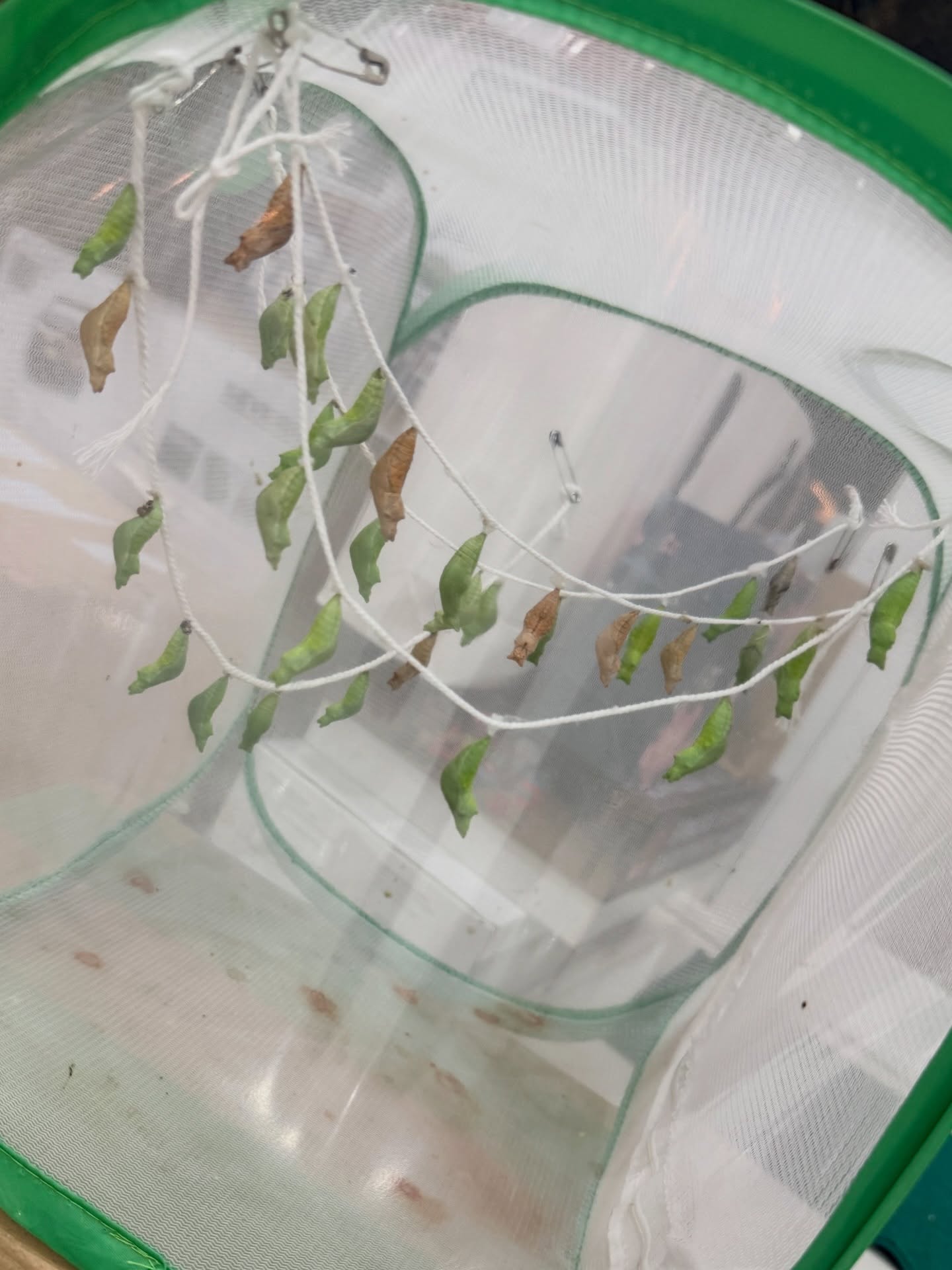 ลีเดีย - ศรัณย์รัชต์ วิสุทธิธาดา