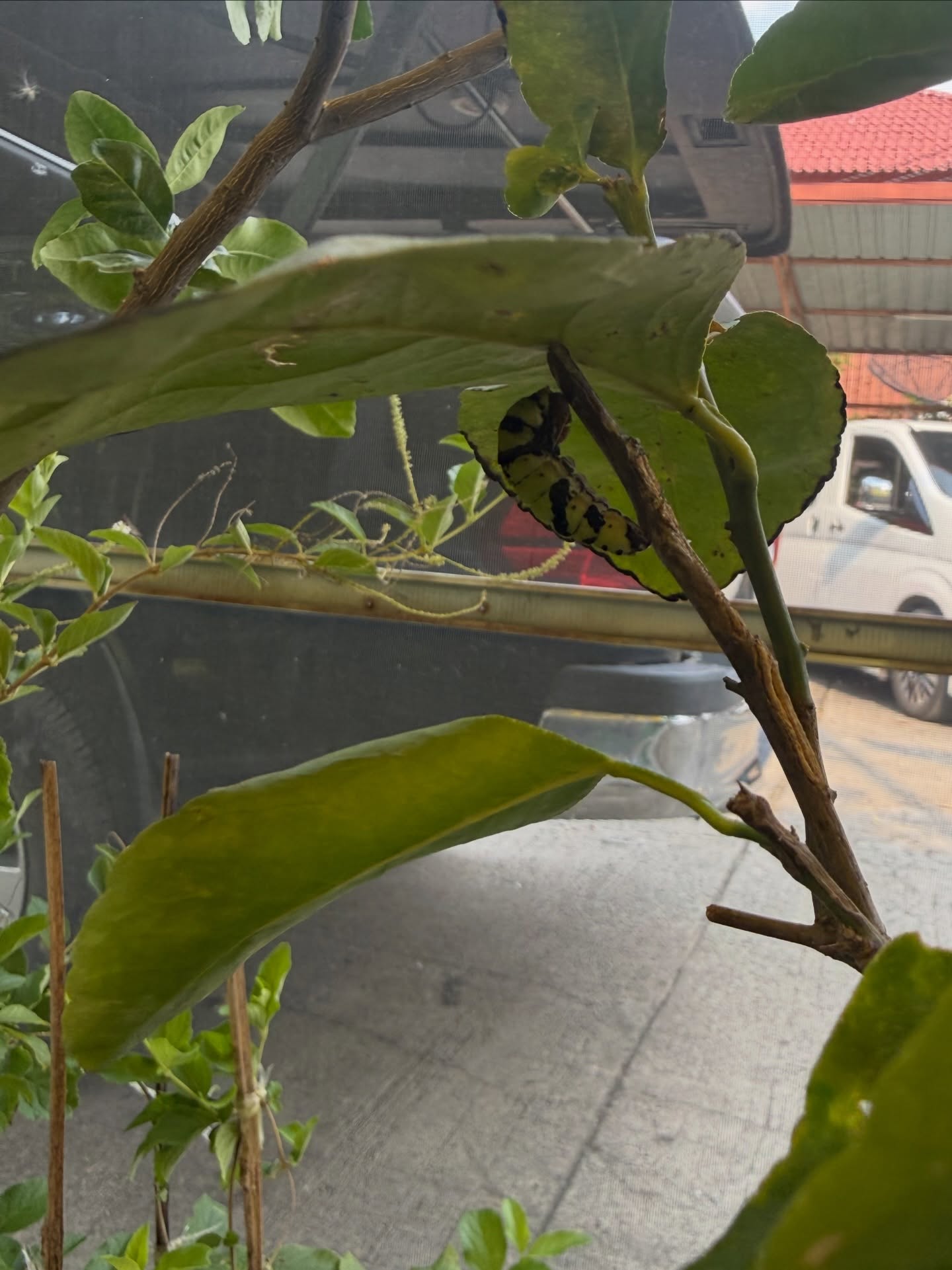 ลีเดีย - ศรัณย์รัชต์ วิสุทธิธาดา