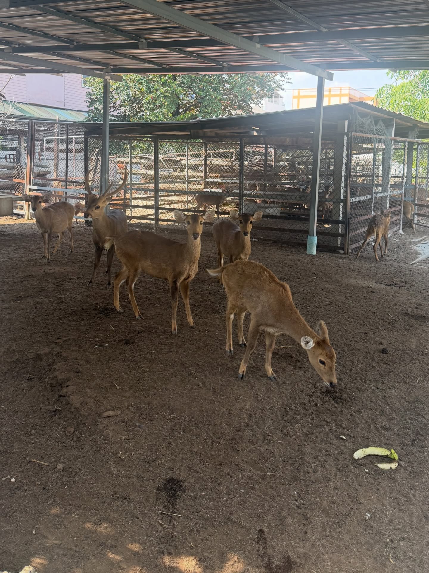 ลีเดีย - ศรัณย์รัชต์ วิสุทธิธาดา