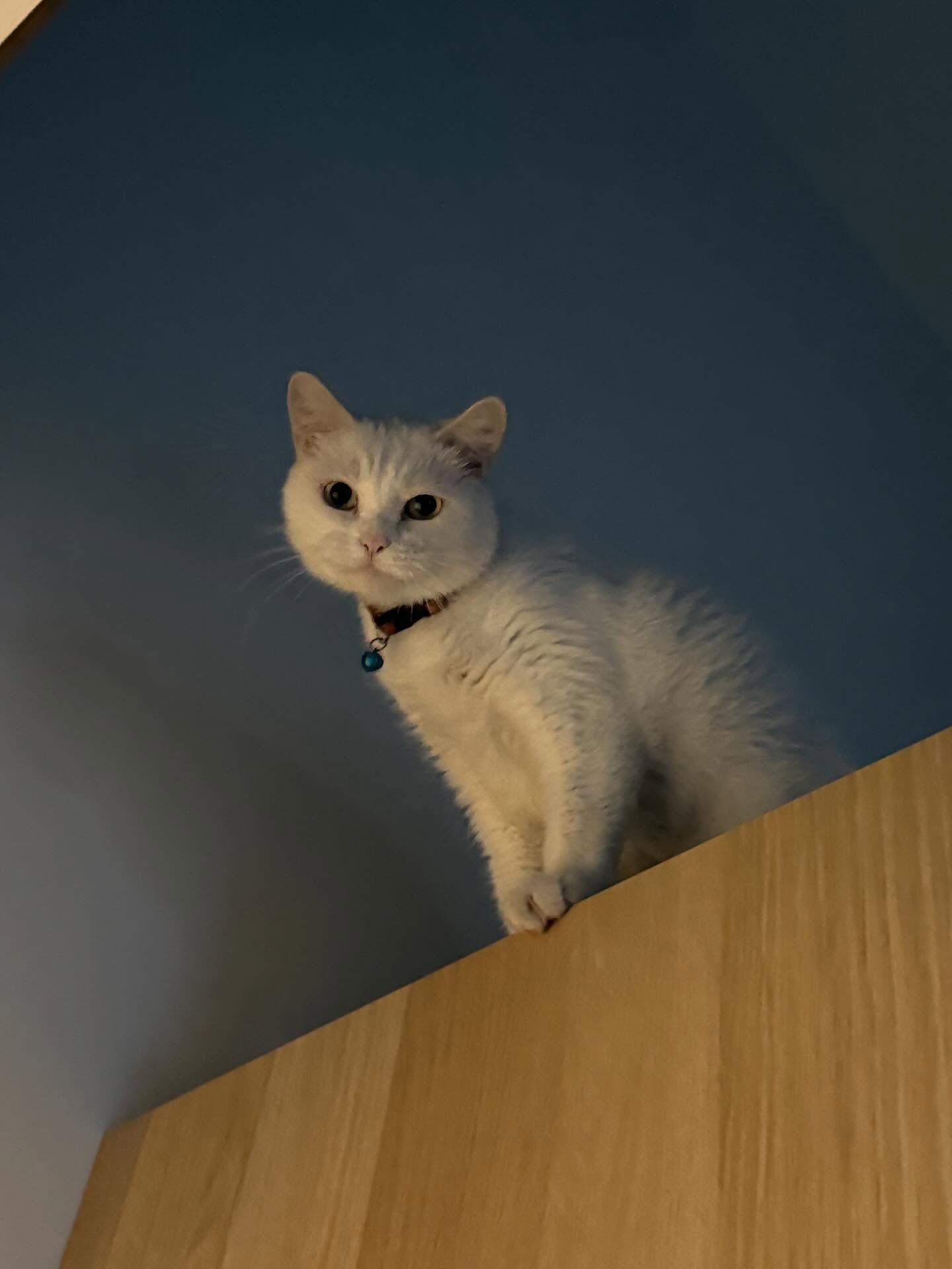 บอส - ชัยกมล เสริมส่งวิทยะ