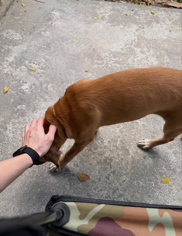 บอส - ชัยกมล เสริมส่งวิทยะ