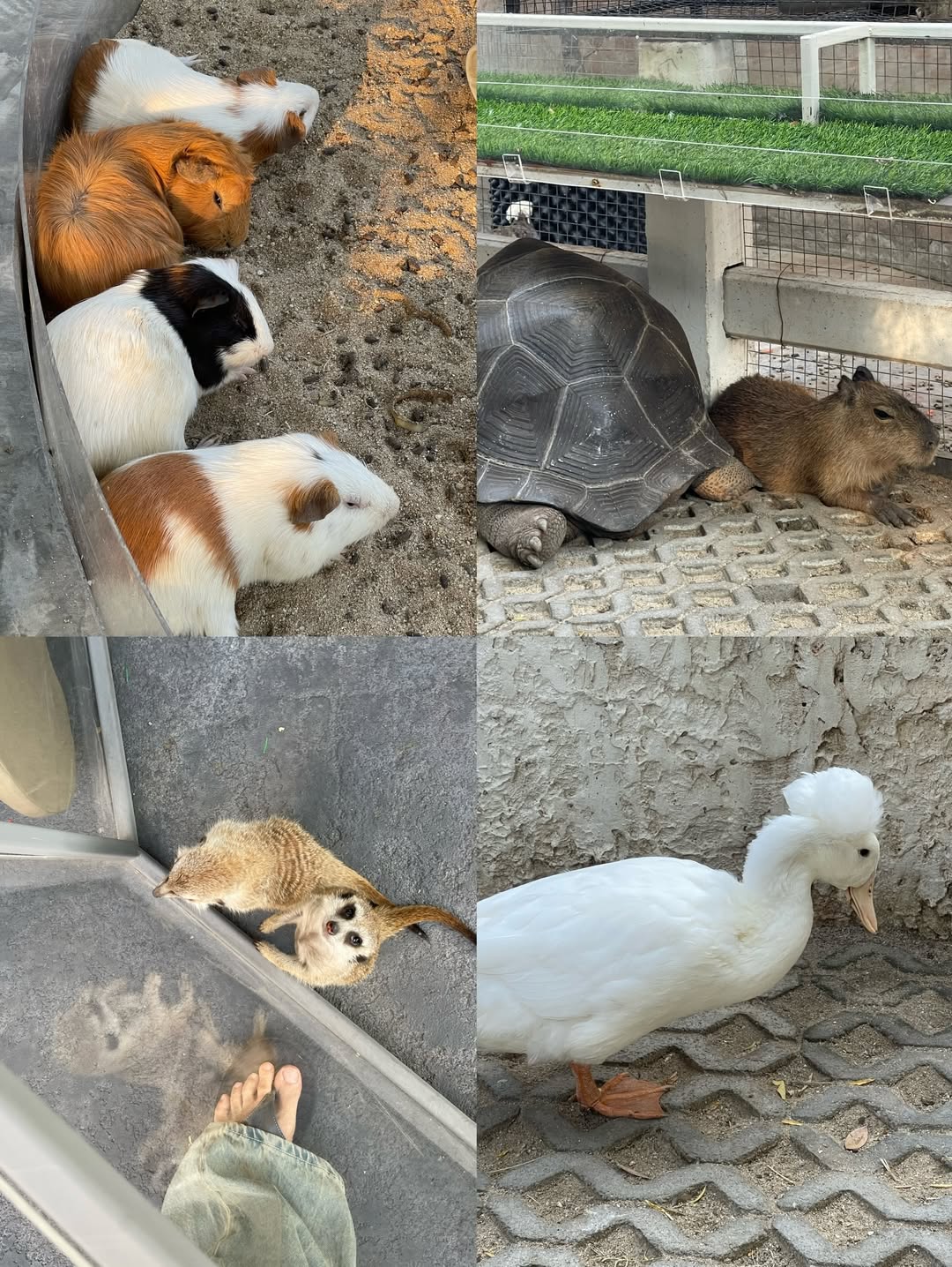 อาร์ม - วีรยุทธ จันทร์สุข