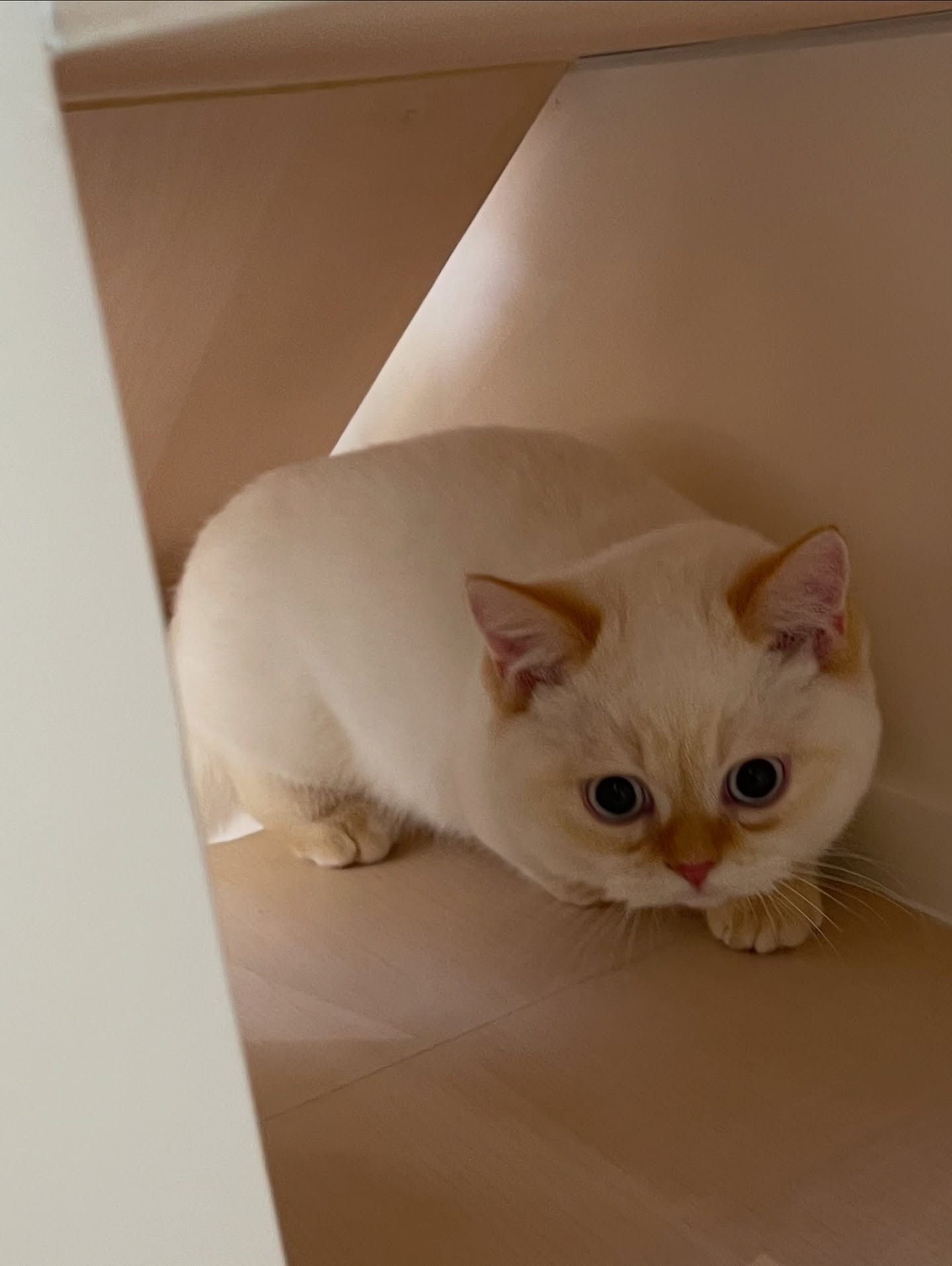 อาร์ม - วีรยุทธ จันทร์สุข