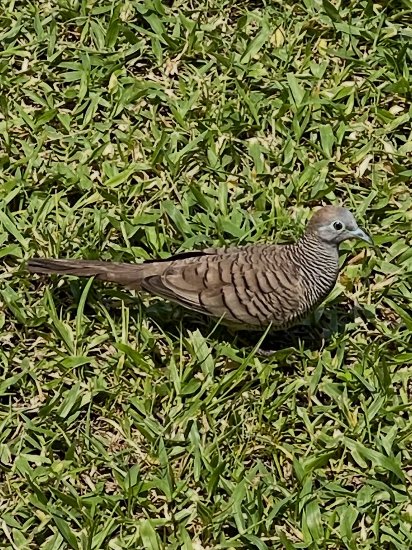 อาร์ม - วีรยุทธ จันทร์สุข