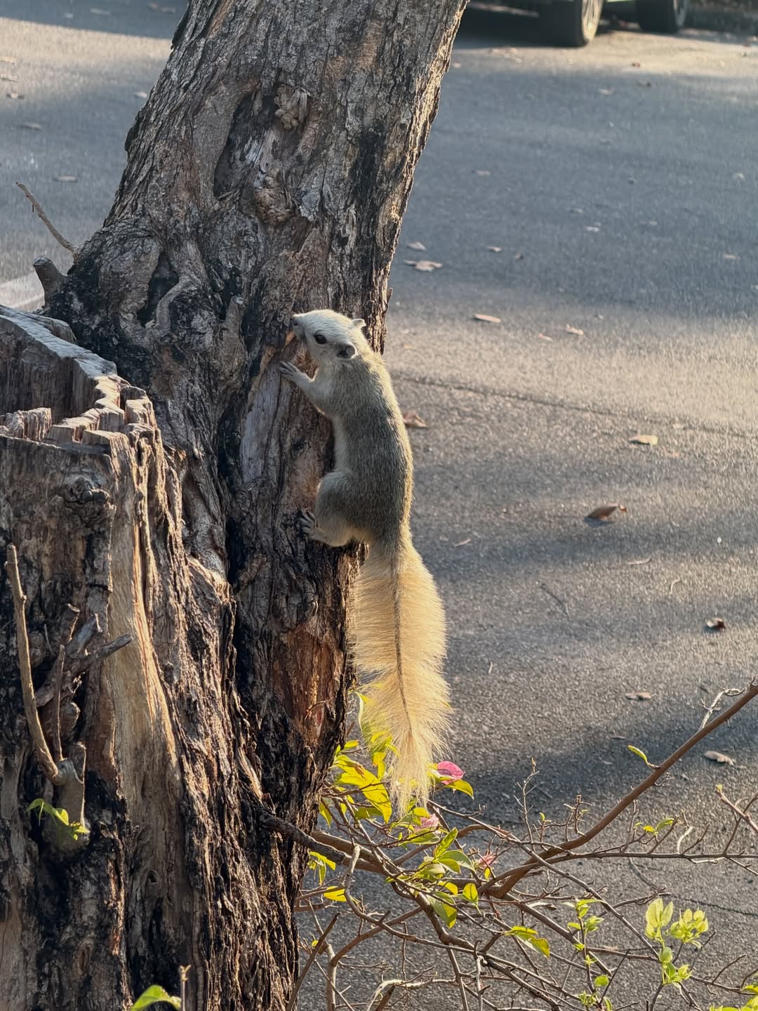 โต๋ - ศักดิ์สิทธิ์ เวชสุภาพร