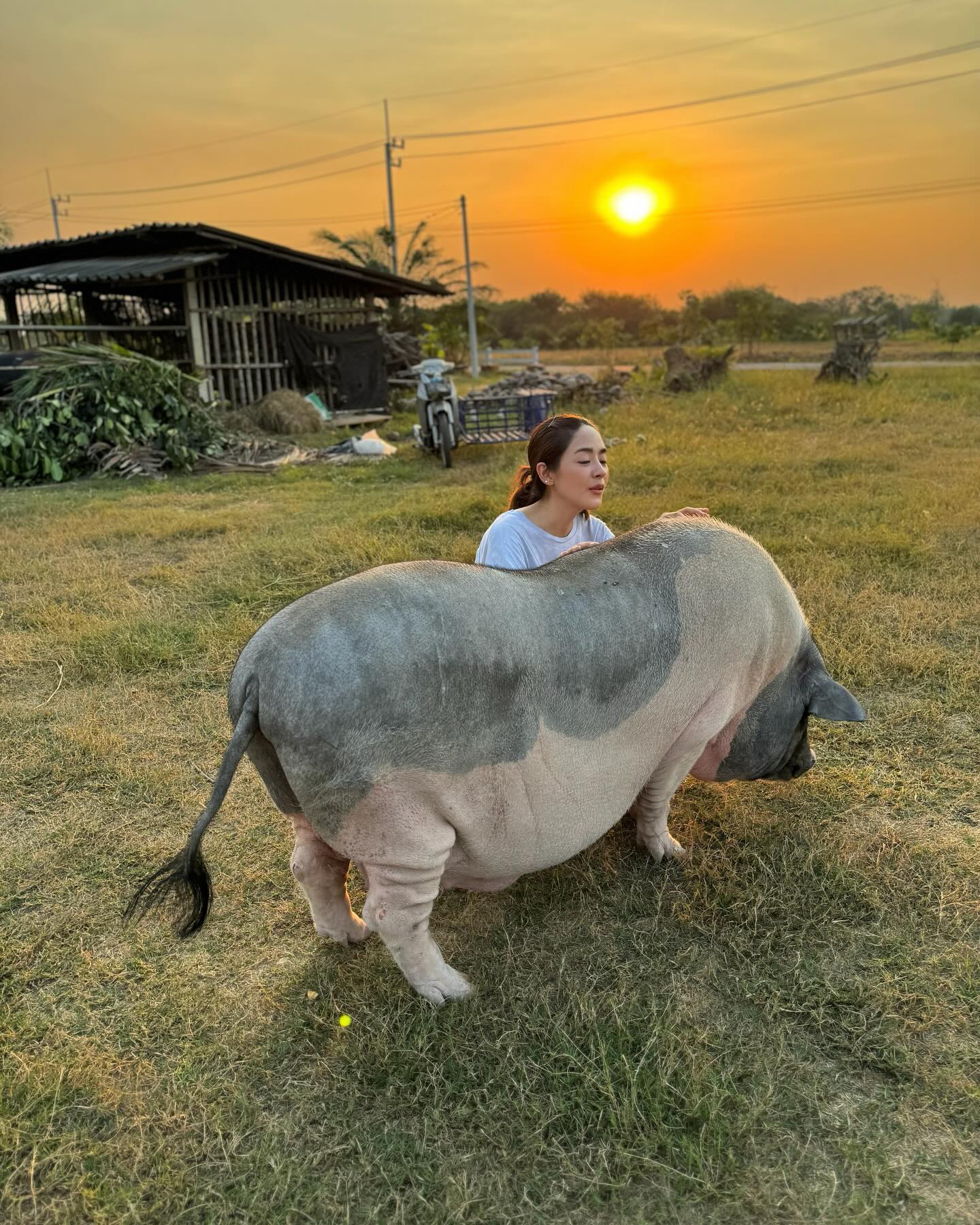 ปุยฝ้าย - ณัฏฐพัชร วิพัธครตระกูล