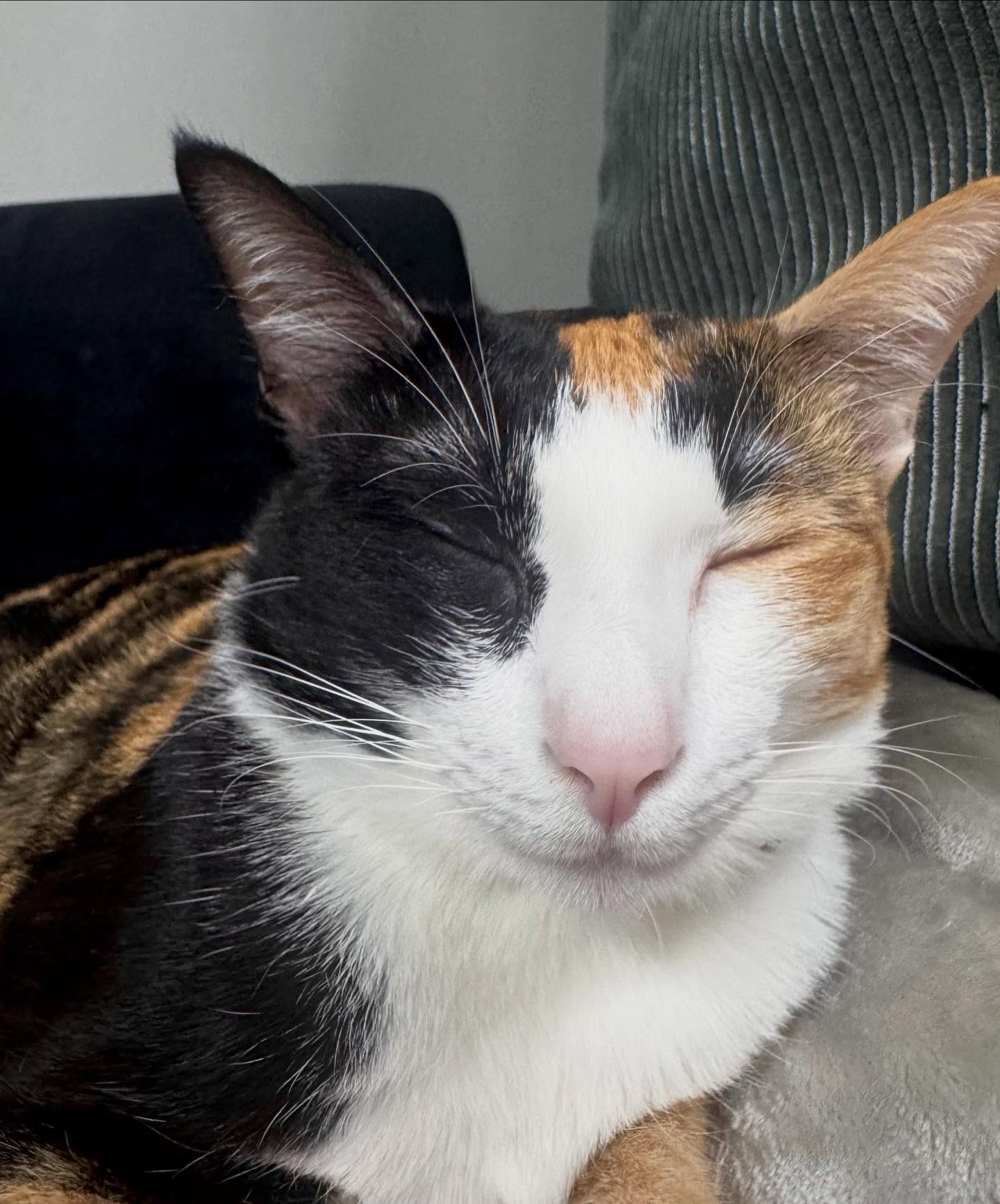 ปุยฝ้าย - ณัฏฐพัชร วิพัธครตระกูล