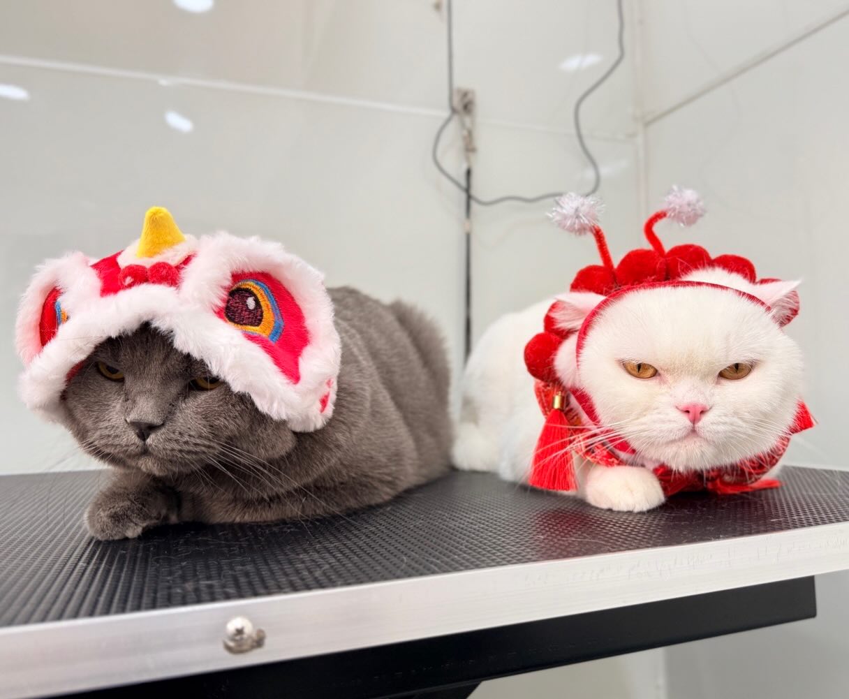 ปุยฝ้าย - ณัฏฐพัชร วิพัธครตระกูล