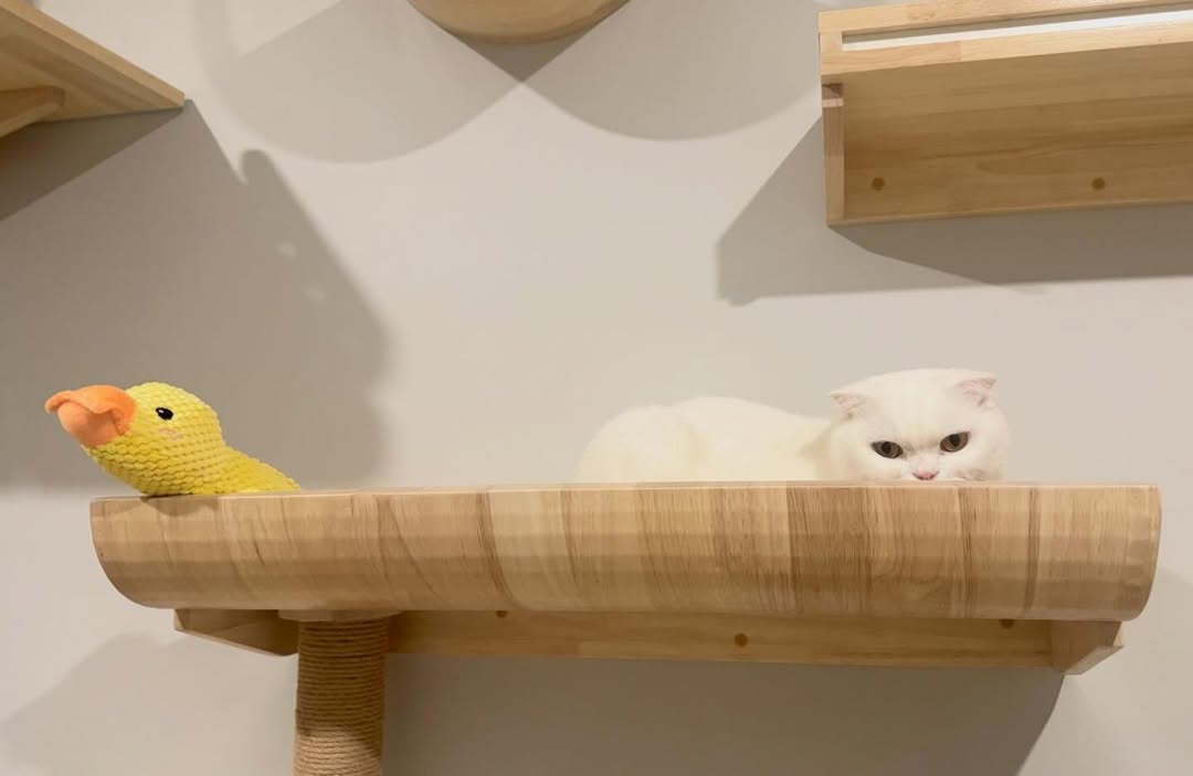 ปุยฝ้าย - ณัฏฐพัชร วิพัธครตระกูล