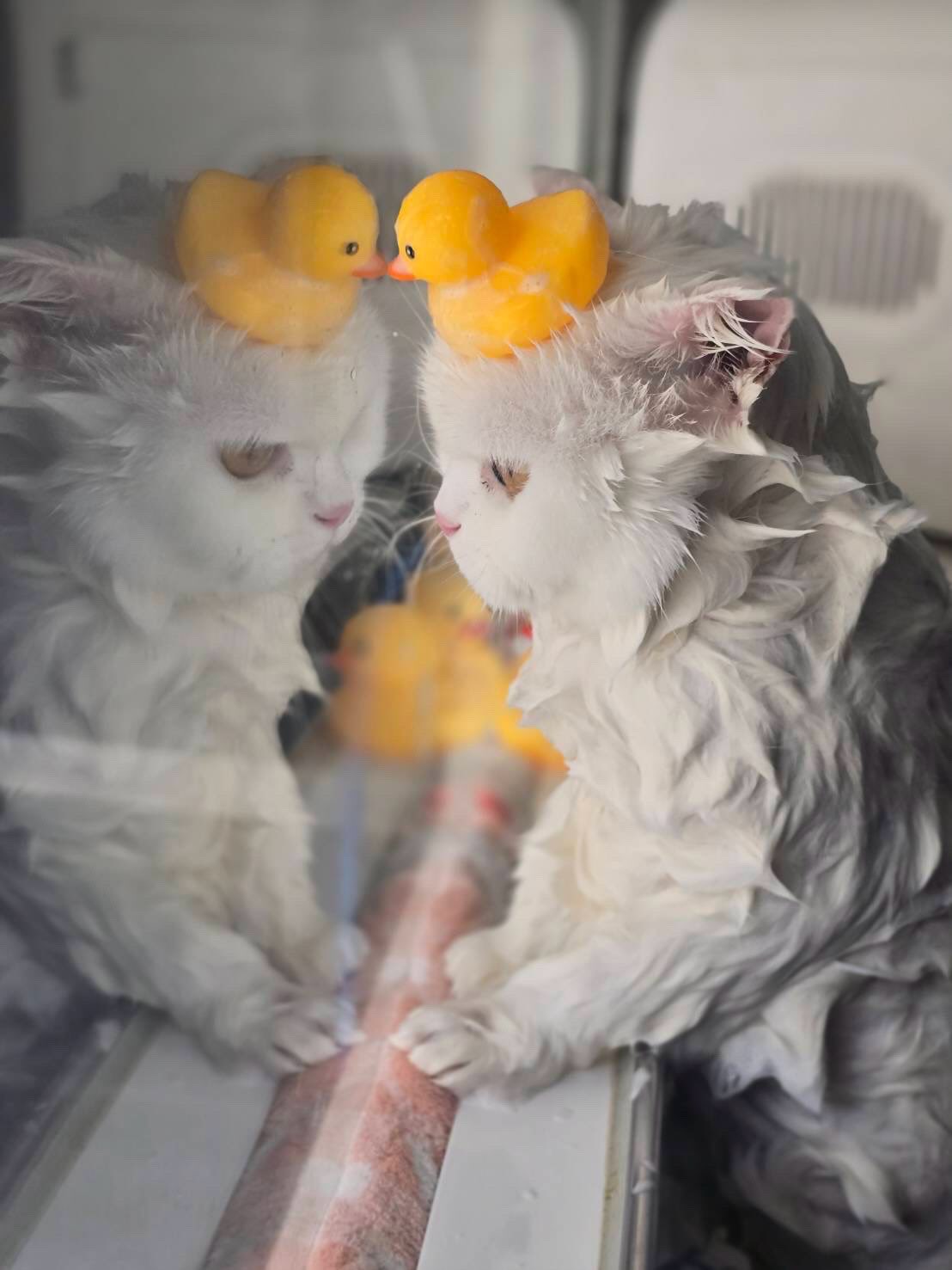 ปุยฝ้าย - ณัฏฐพัชร วิพัธครตระกูล