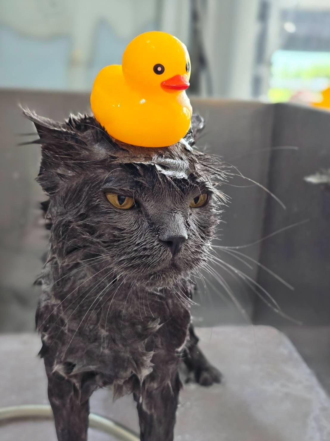 ปุยฝ้าย - ณัฏฐพัชร วิพัธครตระกูล