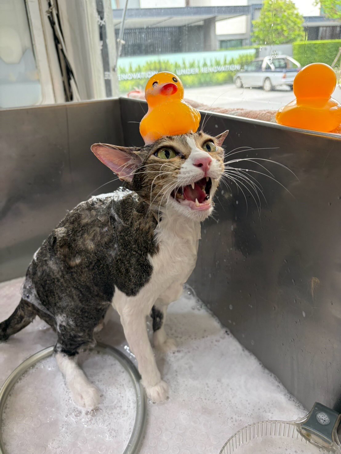 ปุยฝ้าย - ณัฏฐพัชร วิพัธครตระกูล